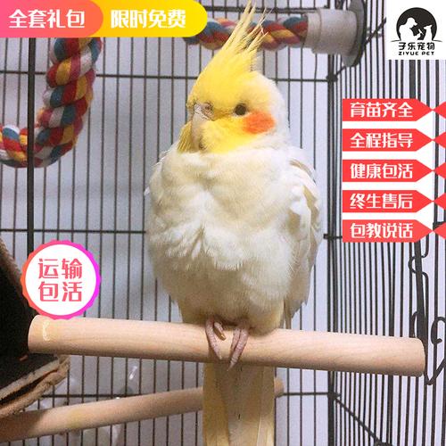 玄凤鹦鹉手养幼鸟不秃黄化会说话小鸟活体虎皮鹦鹉网红懒人宠物鸟