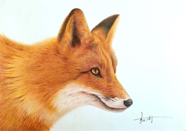 彩铅画只火狐狸