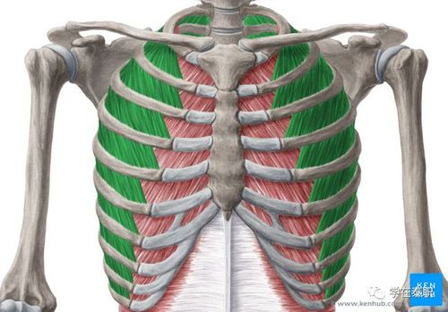 止点:下位肋骨上缘. 支配神经:胸神经前支(肋间神经).