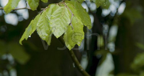 下雨天雨水雨滴雨露雨天雨景绿色清新空镜头