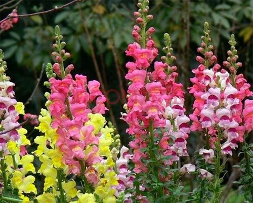 金鱼草是什么花金鱼草的花语及寓意