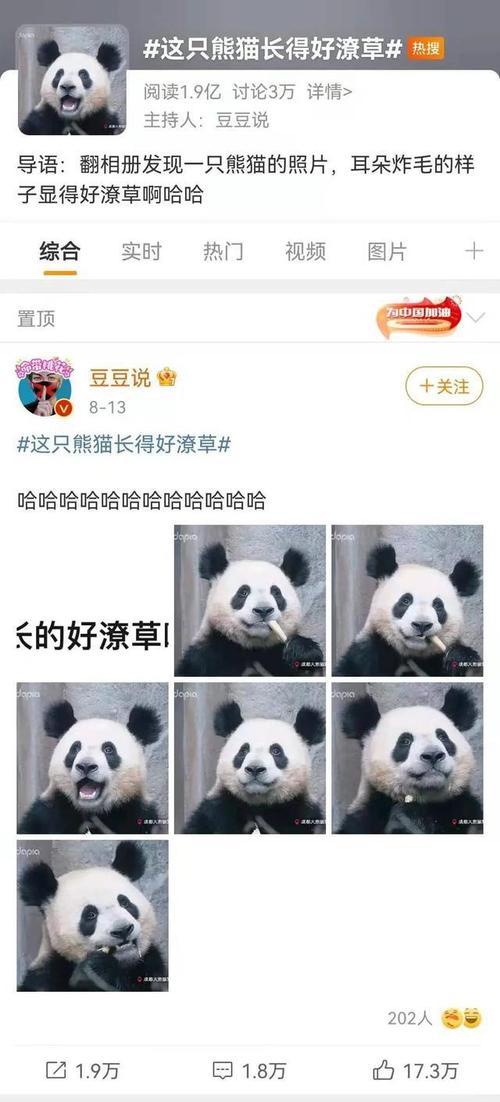 熊猫界的犀利哥走红网友成功让我忘了熊猫长啥样