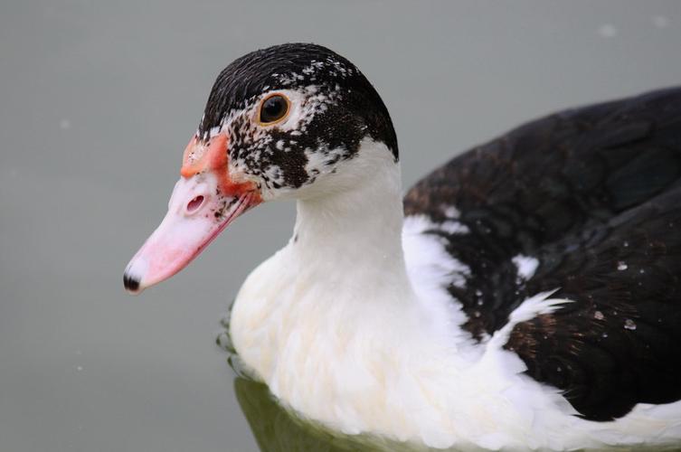 非洲雁(人工饲养)