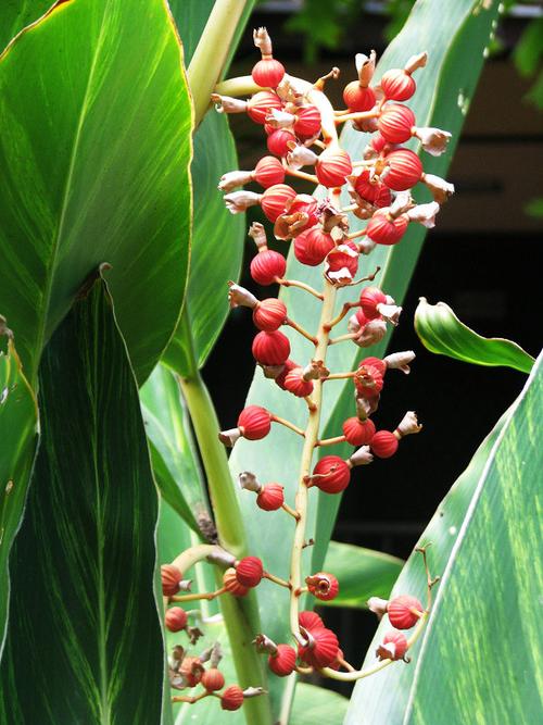 [转载]艳山姜(alpinia-zerumbet),花叶艳山姜及雨花艳