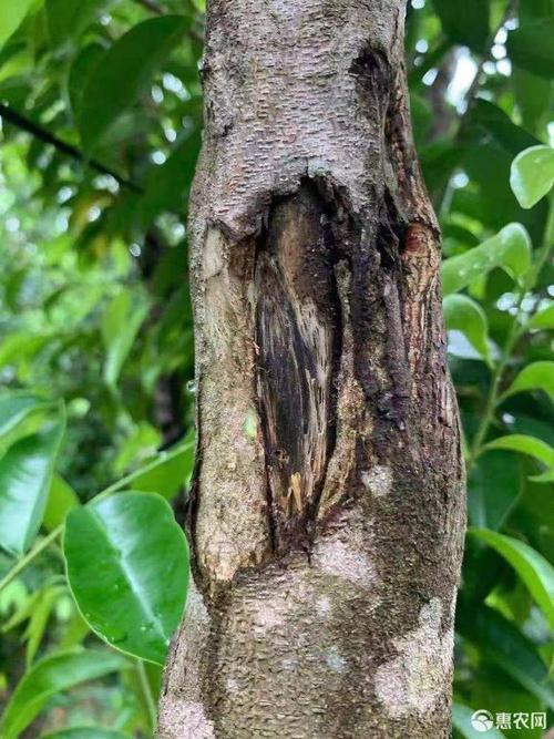 奇楠沉香树 沉香,奇楠树