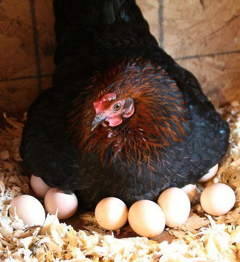 母鸡孵蛋的时候不会感到无聊吗?