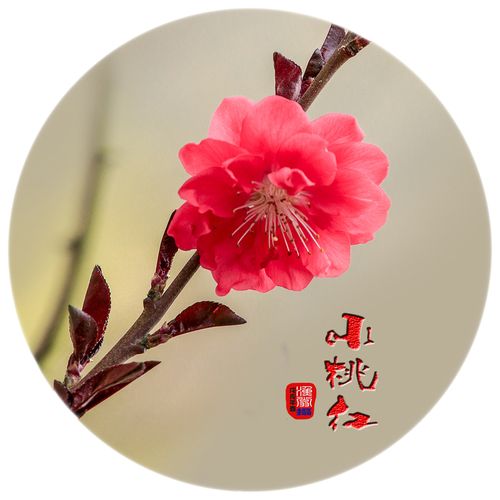 桃花1