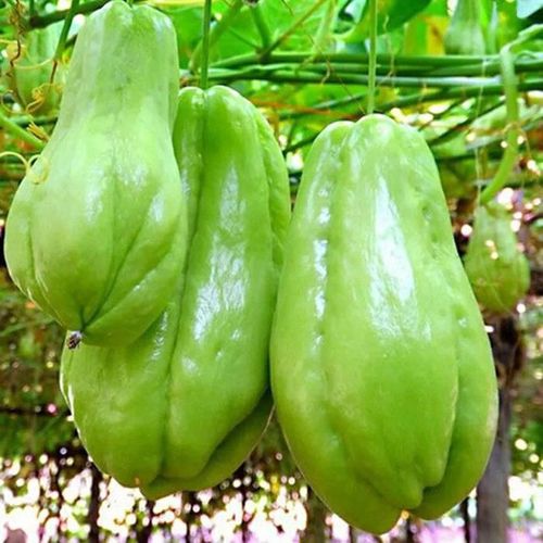 佛手瓜种籽农家菜园种苗瓜种瓜苗四季龙须菜盆栽2个带