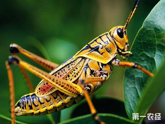 农经网 致富信息 致富看点       蝗虫,也就是我们常说的 蚂蚱,草蜢