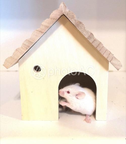照片素材(图片): 老鼠在房子里