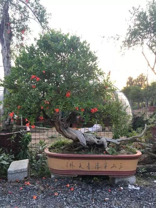 有院子就种棵"石榴树",挂果时很漂亮,味道比荔枝还甜