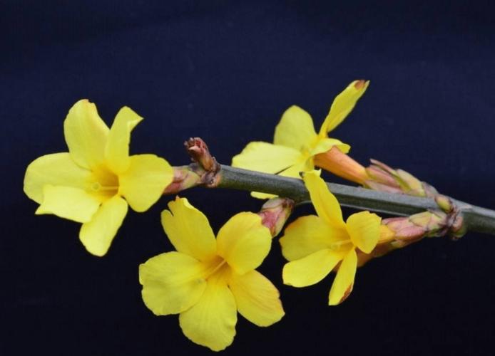 迎春花高清图片