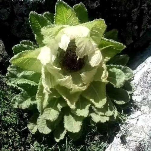 天山雪莲,啊国供应天山雪莲_中药材天地网