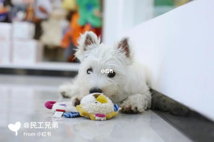 西高地白梗|alita来自北京的小妞_宠物_西高地白梗_宠物_狗_晒狗