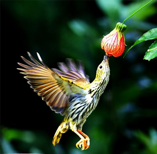 艾雅康鸟类摄影作品