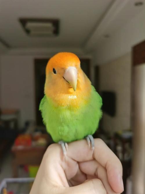 一颗圆滚滚小芒果_芒果_鹦鹉_牡丹_小丑_金头绿闪_宠物_宠物其他