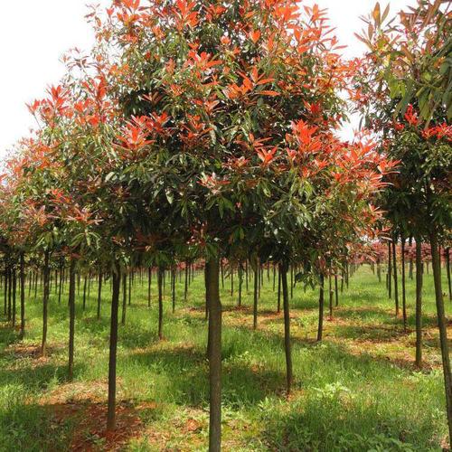 镇江【八公分高杆红叶石楠树价格】