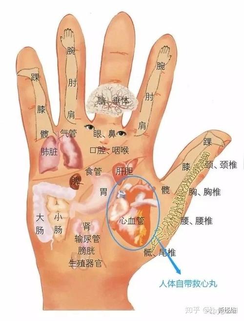 大鱼际是心脏的反射区. 1,日常按压10~20分钟,就像直接给心脏做按摩!
