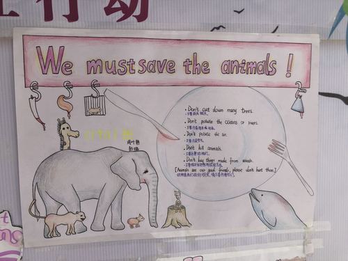 七年级"保护动物"英语海报展