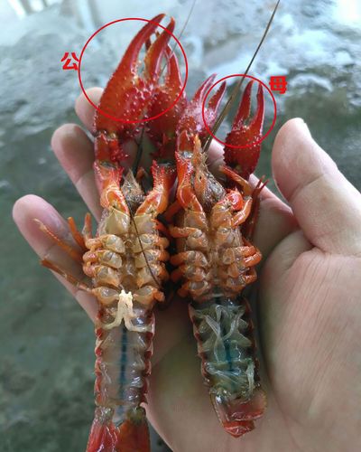 买小龙虾,要分清公虾和母虾,买错肉少口感差,教你2招