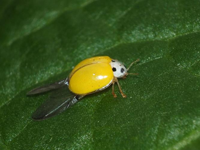 黄瓢虫