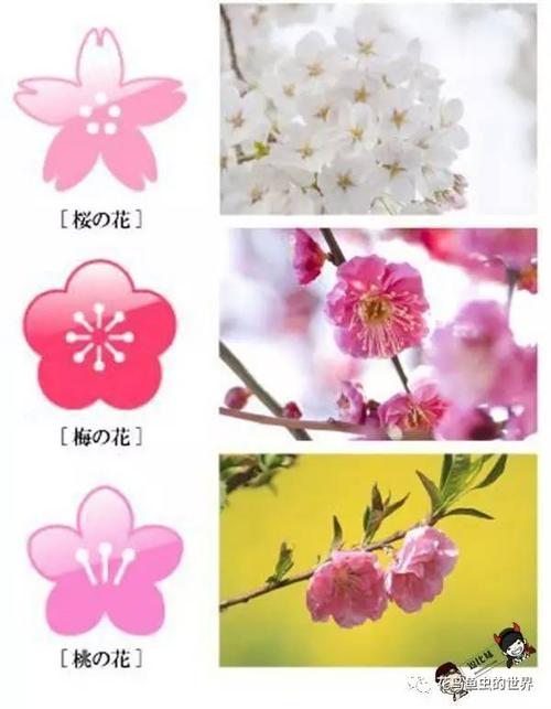 涨知识怎么区分梅花杏花樱花桃花李花