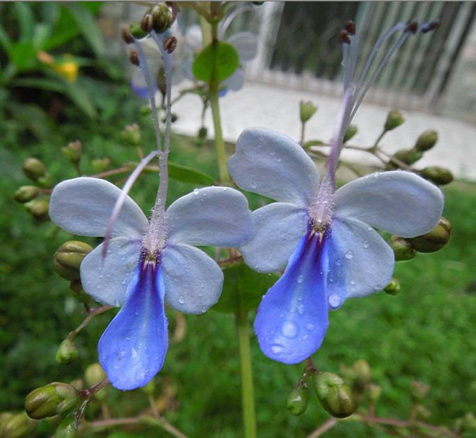 此种新型观赏植物,花朵似蝴蝶,四季有花开!|南方|蓝
