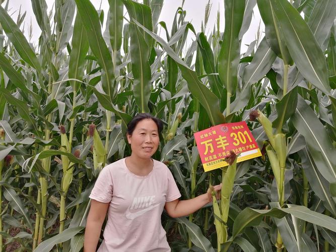 最新审定玉米种:万丰301!红轴!大棒!高抗倒!抗旱!抗病!产量高!