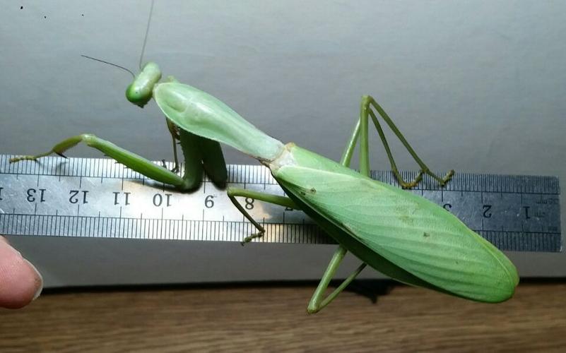 【巨大的螳螂捕杀小强】泰国盾螳●国内市场最大种螳螂