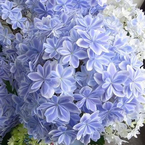 购客绣球 万华镜大花八仙花阳台庭院大苗四季开加茂银河盆栽竹溪花苑