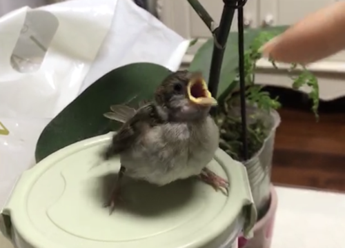 关于我捡到麻雀雏鸟的喂养