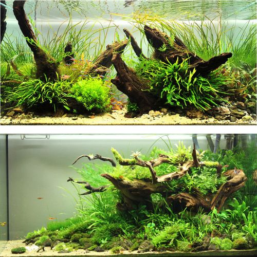 紫柚木小号沉木碎料水族造景点缀可绑水草调节水质树桩装饰龟晒台