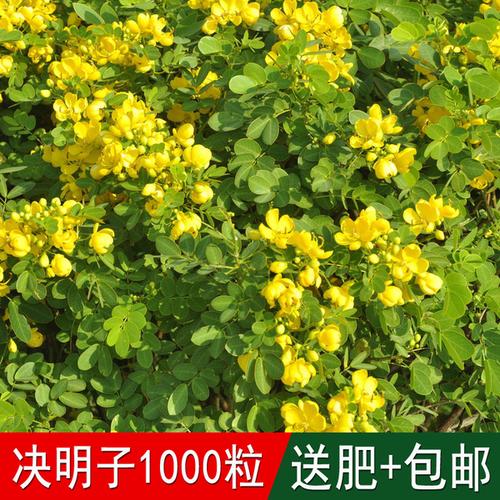 购客堤坝护坡灌木植物药材籽决明子种子马蹄决明钝叶决明假绿豆草决明