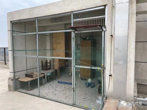 小区顶楼私建鸽笼,一下雨鸽粪随着雨水流