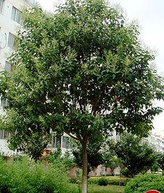 植物分类大乔木