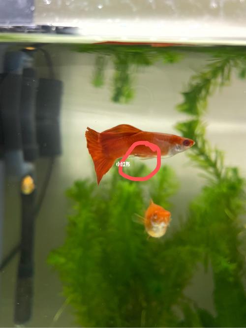 孔雀鱼玛丽鱼如何分公母_玛丽怎么样_鱼肚_万达广场自由行热门攻略