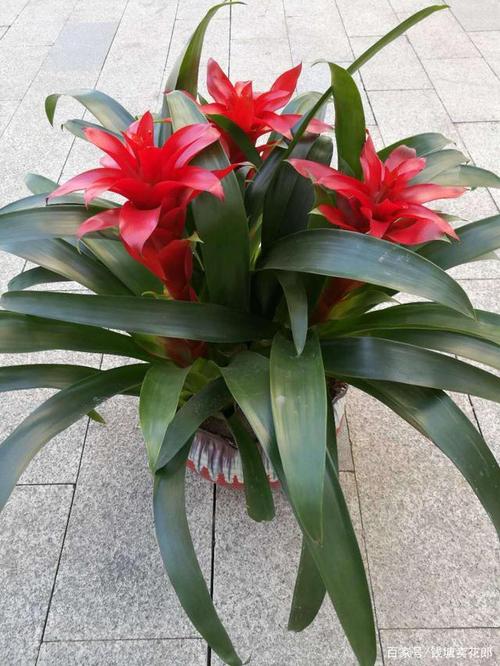朋友搬新居,送什么花比较好?这4种"富贵"花,好看不贵
