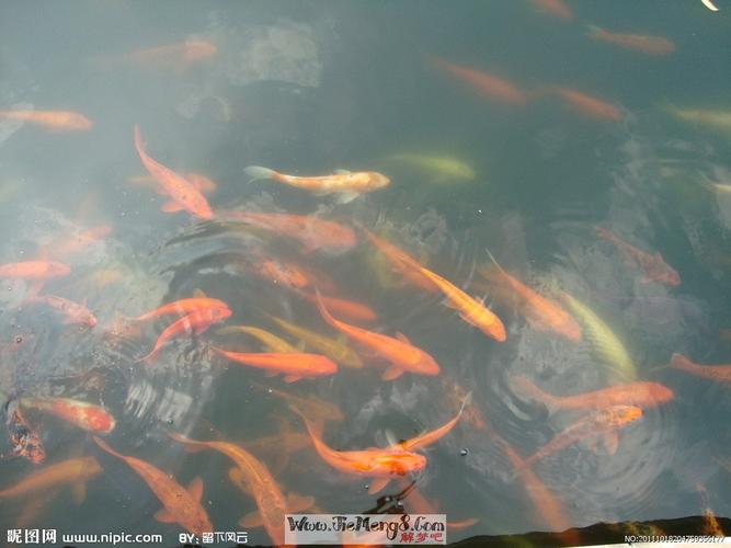 水很清流得很慢看见有鱼儿在游好像梦到鱼都不是很好求解