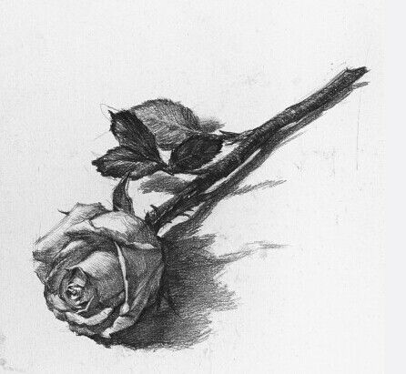 素描玫瑰花的决窍是什么?