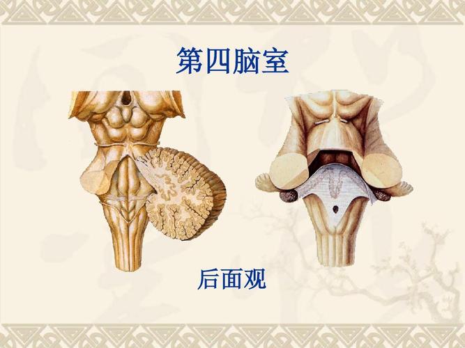 第四脑室 后面观