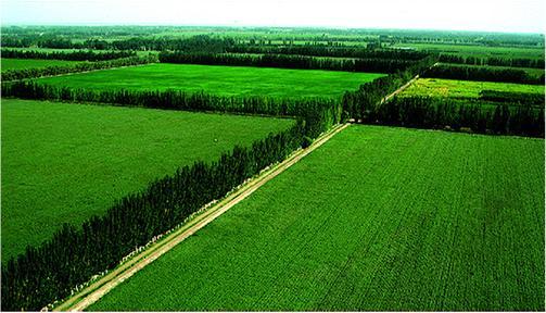 碳汇,仟亿达新能源,林地碳汇