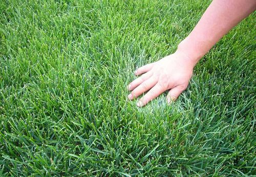 高羊茅-草坪种子-绿之地种业