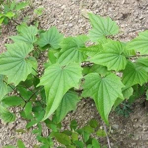 穿地龙种植技术分享