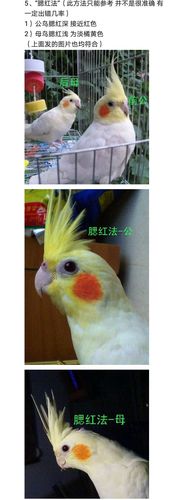 请问如何鉴定玄凤鹦鹉的性别?