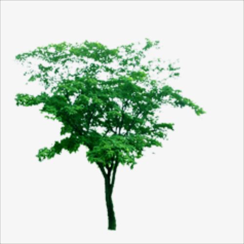 关键词 : 绿色大树,树叶,植物