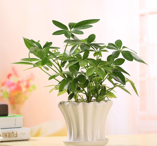 室内净化空气的最佳植物_净化空气的室内植物图片