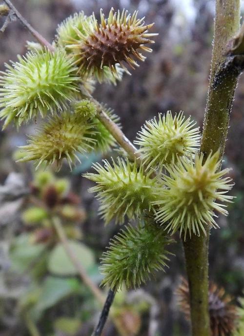 说到苍耳子这种药材大家应该都很熟悉吧.