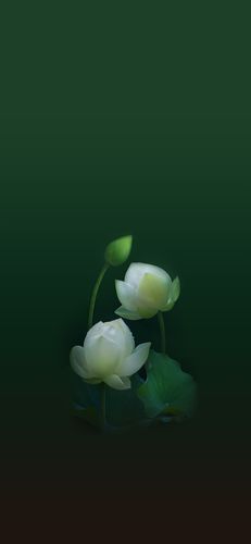 苹果x壁纸