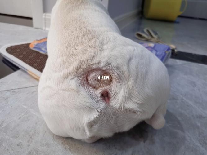 你看过法斗的尾巴吗_法斗_狗狗_皮肤炎_融创都会中心悦山攻略_皮肤