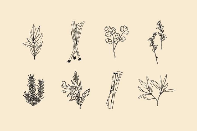 手绘香草和香料手绘插图素材模版素材下载hand drawn
